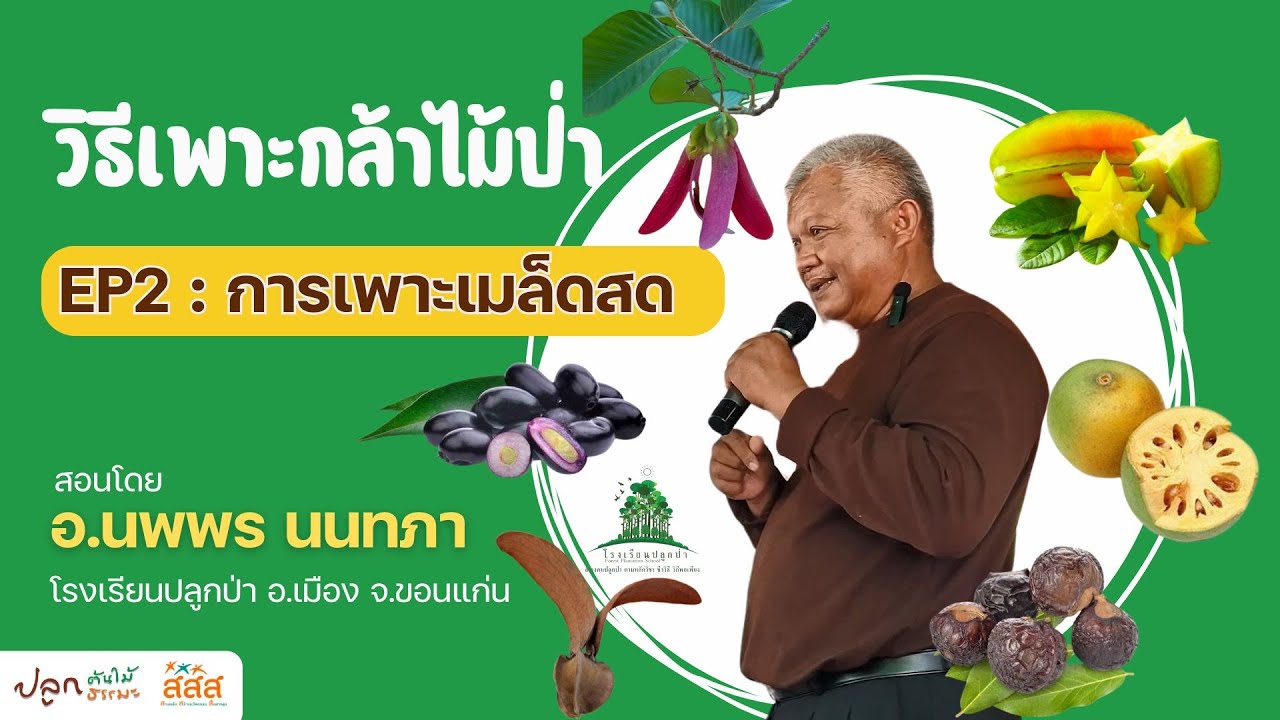 วิธีเพาะกล้าไม้ป่า EP2 : เพาะเมล็ดสด | อ.นพพร นนทภา โรงเรียนปลูกป่า