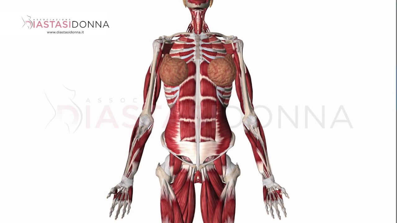 ANATOMIA DEI MUSCOLI RETTI ADDOMINALI FRONTALI