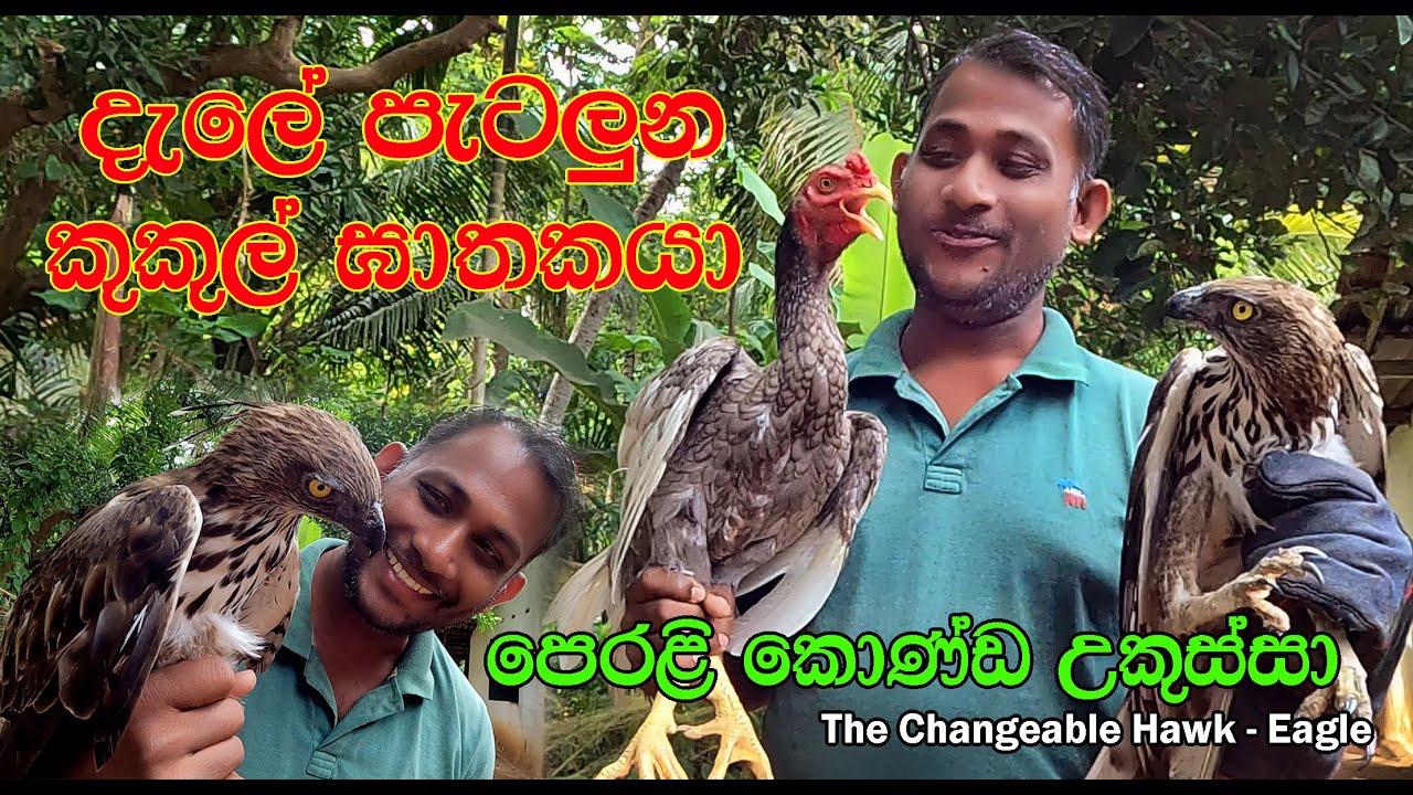 The Changeable Hawk Eagle - ( Perali Konda Ukussa )