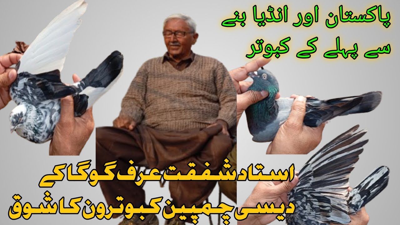 USTAD  SHAFAQAT GOGA KY 50+PURNA KABOTERO KA SHOWQ