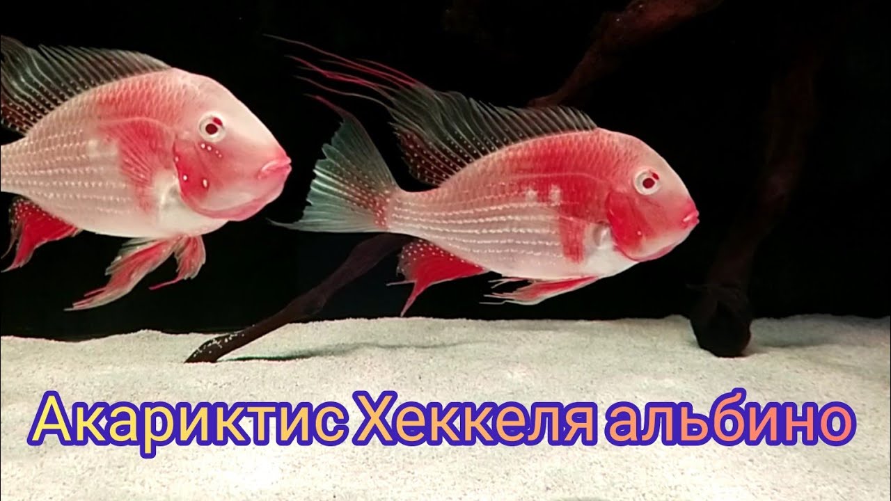 О НИХ Я ДУМАЛ ТРИ ГОДА! С ПРИОБРЕТЕНИЕМ МЕНЯ☺️🐟🔥👍(Acarichthys heckelii)