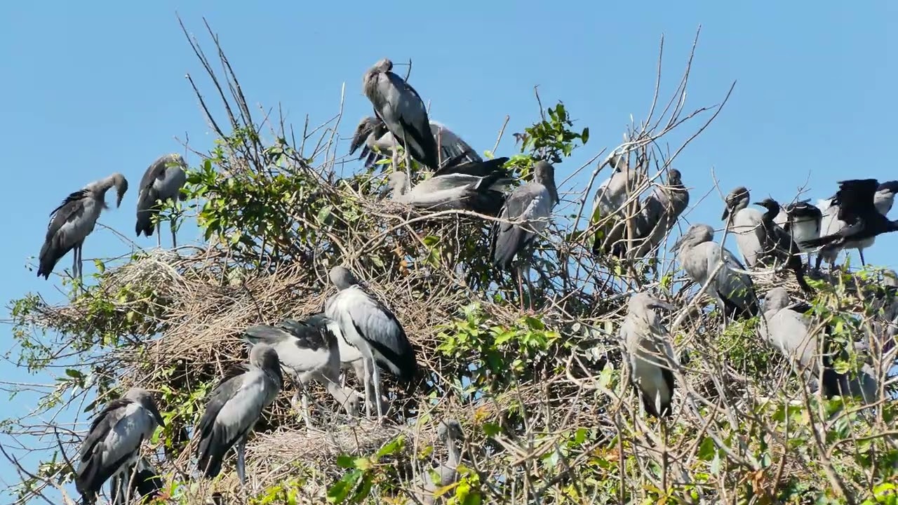 Documentary Of Geography Unlocking ! Relaxing Videos About Bird Wild 0011