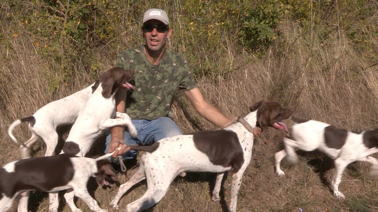 Lovački psi - Odgajivač poentera iz Golupca | Hunting dogs - English Pointers brown-white