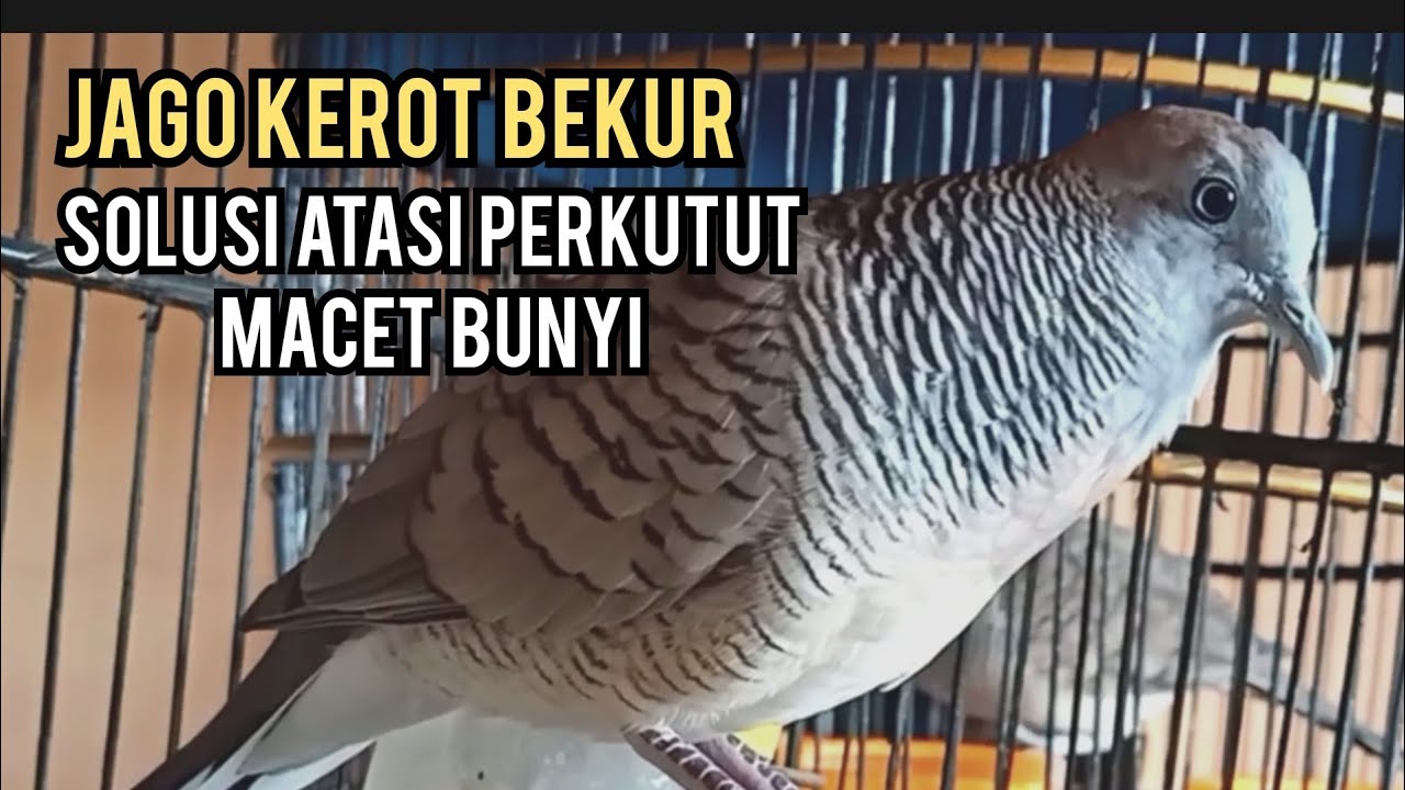 Perkutut lokal gacor JAGO KEROT BEKUR - SOLUSI ATASI PERKUTUT MACET JADI RAJIN BUNYI ONFIRE