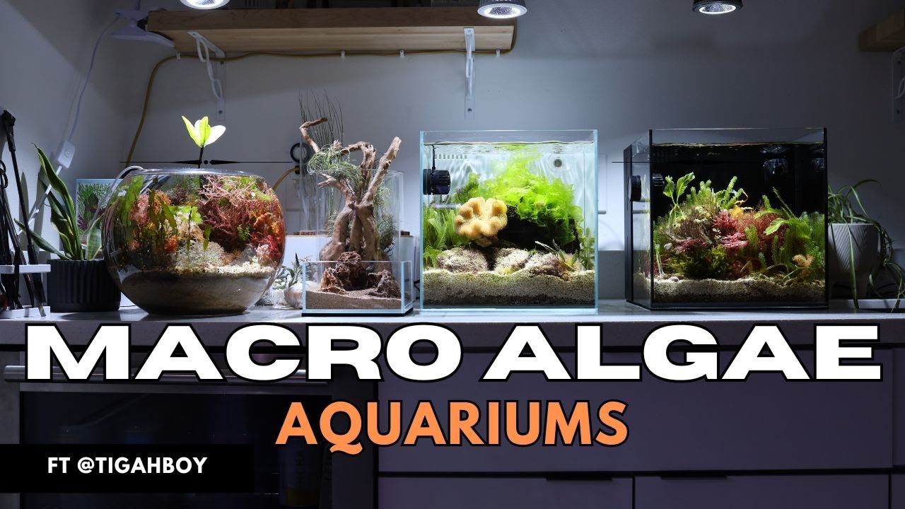 SALTWATER AQUASCAPES THAT WILL BLOW YOUR MIND!