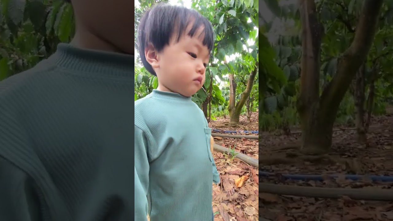 Bông đi chăn bò(3/2/2026)