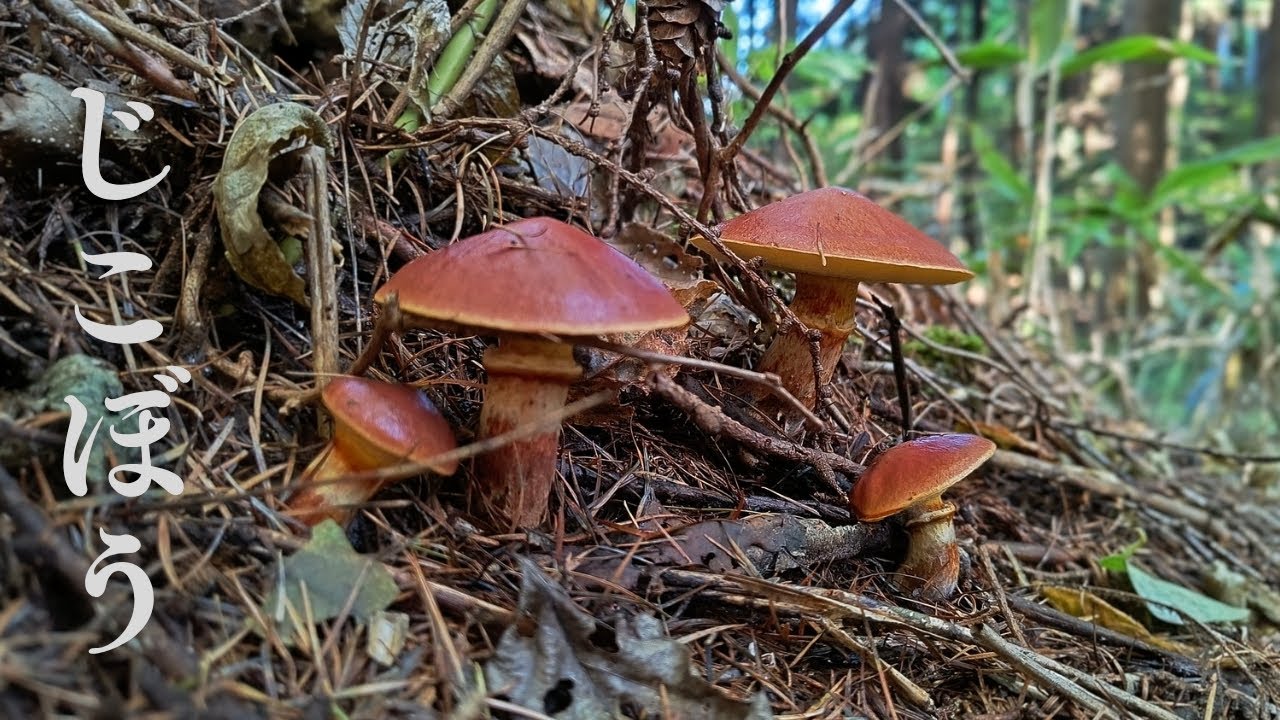 【ジコボウ】紅葉が始まる時に採れるハナイグチ。