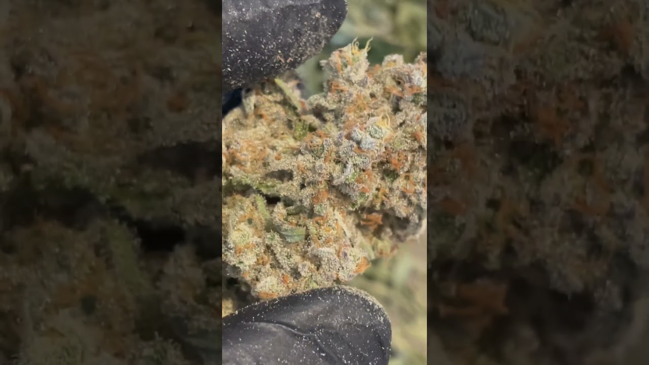 Bifrost - Rainbow Belts x Platinum.  In House Genetics. Mars Hydro FC4800