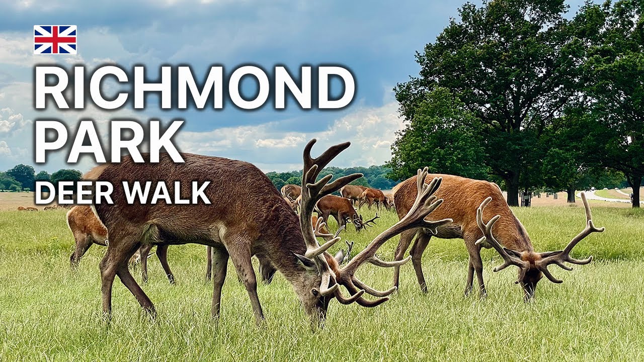 Richmond Park London Walk | August 2021 (4K 60fps)