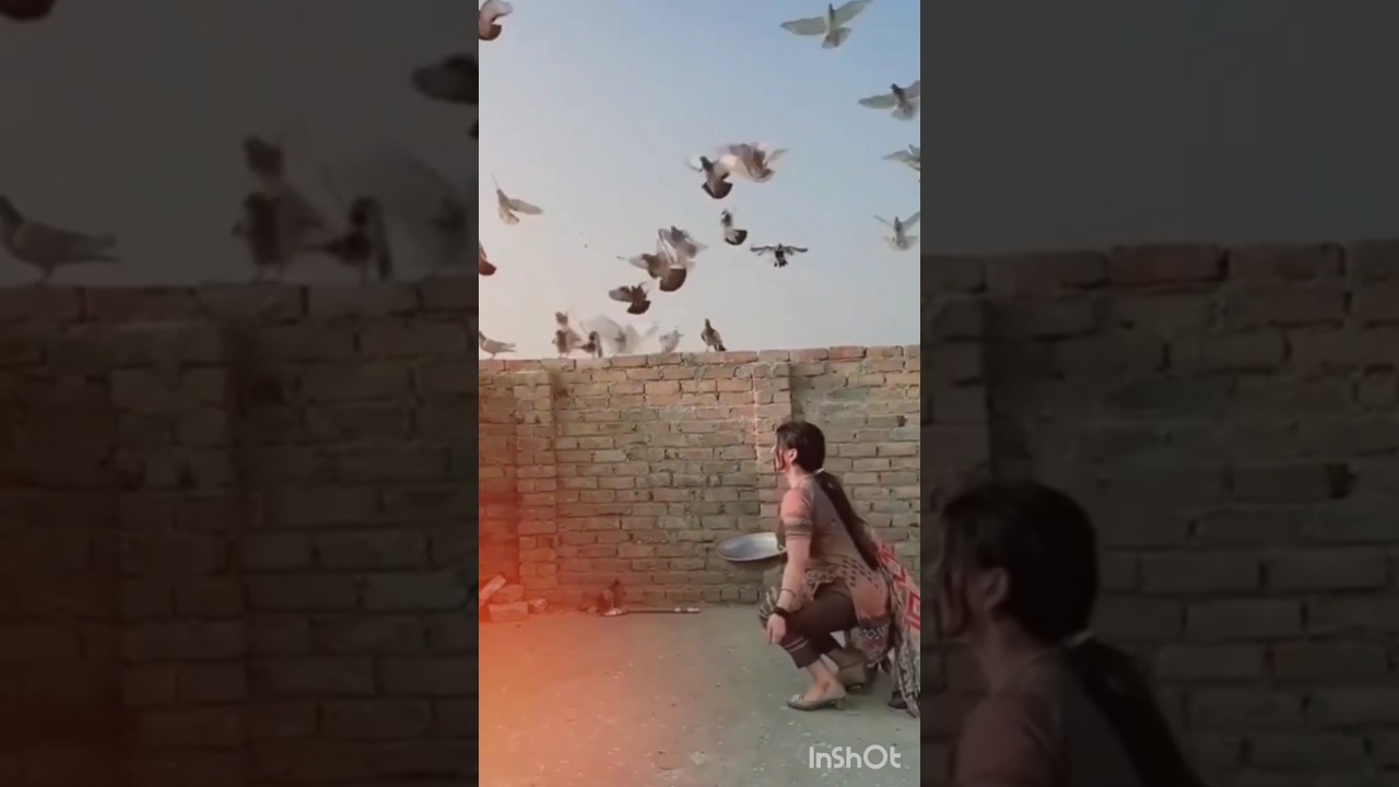 #pakistankabootar #kabootarvideo#pigeonslover#whatsappstatus#shortsvideo#viral#attitudestatus#short😉
