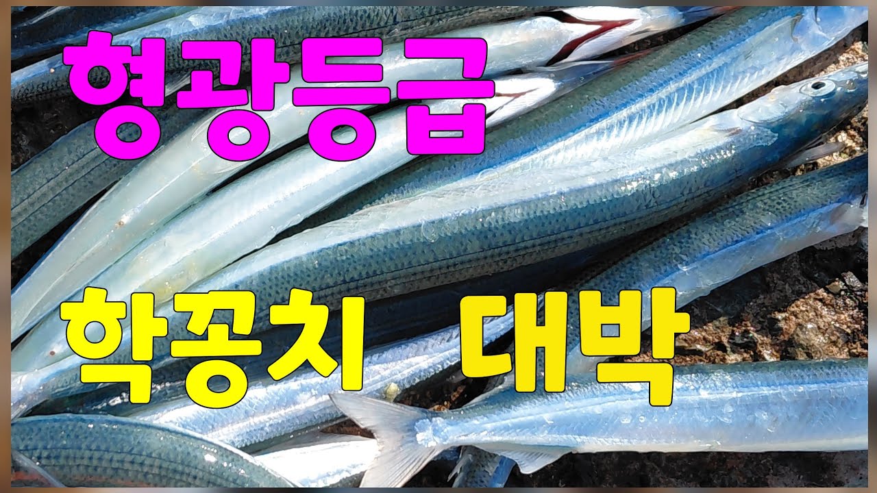 형광등급  학꽁치   대박입니다
