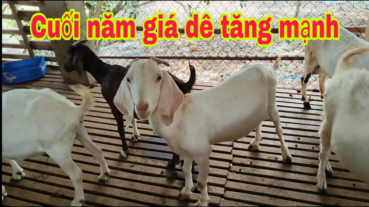 #91 Cuối năm giá Dê ổn định ở mức giá cao 