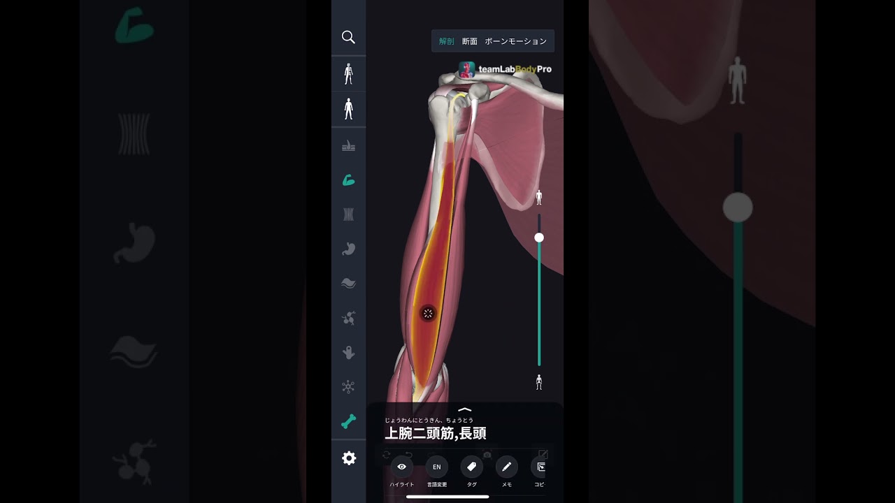 20 上腕二頭筋・長頭はどこでしょうか？ 【解剖学クイズ】　　　　　　　　　　　　　　　　　　　　　　　　　　　  