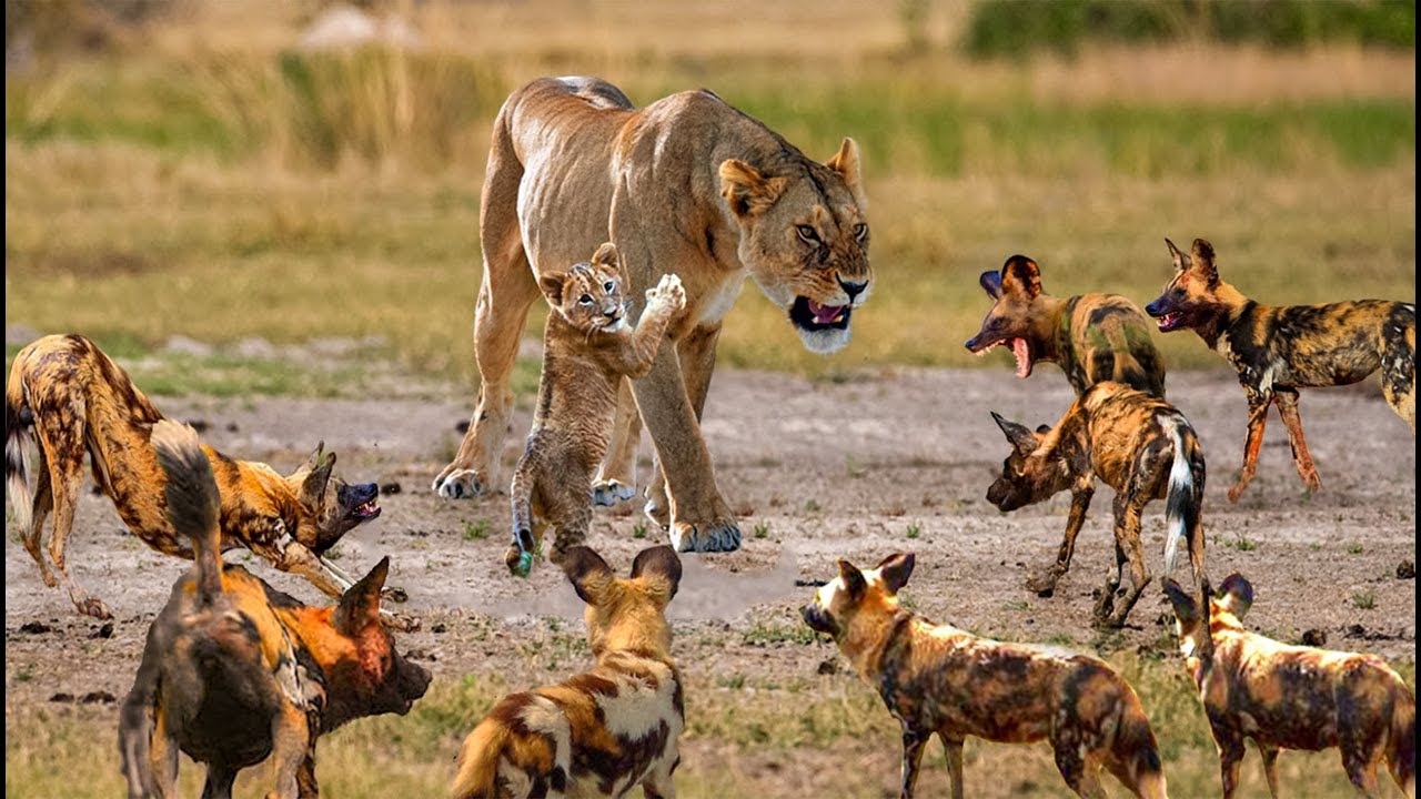 Lioness Caught Alone Fights Off Huge Pack Of Wild Dogs To Save The Life Of Her Tiny Cub