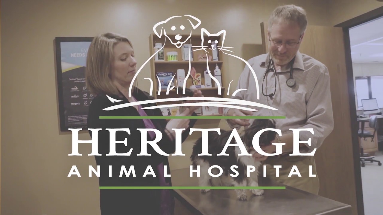 Heritage Animal Hospital | Digital Display Advertising | Prime Advertising + Design