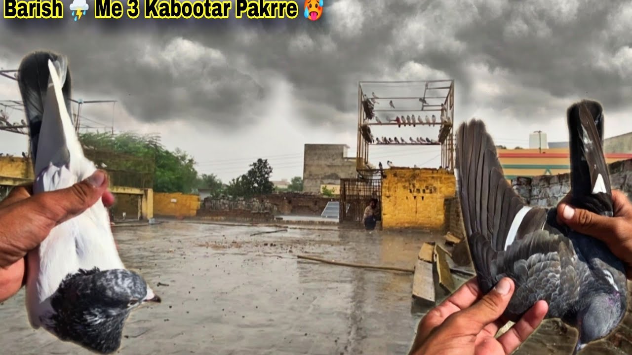 Us Din Barish ⛈️ Me Yai 3 Kabootar B Pakre Thy 😍 طوفانی بارش میں کبوتر ہی کبوتر 😱