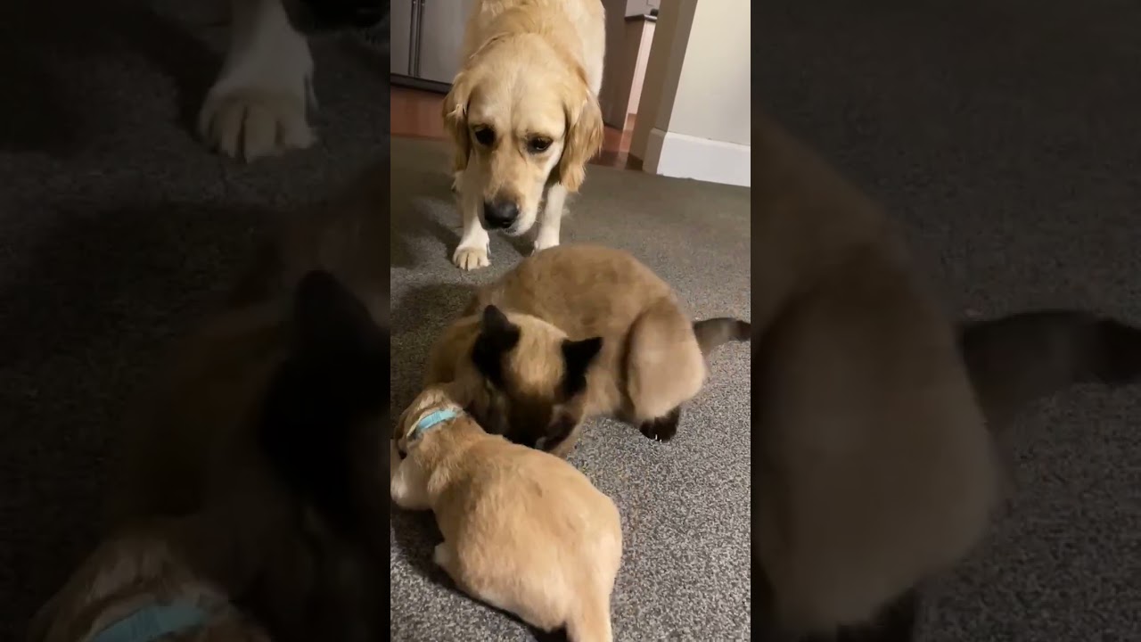 Cat comforts crying puppy while mom takes a break