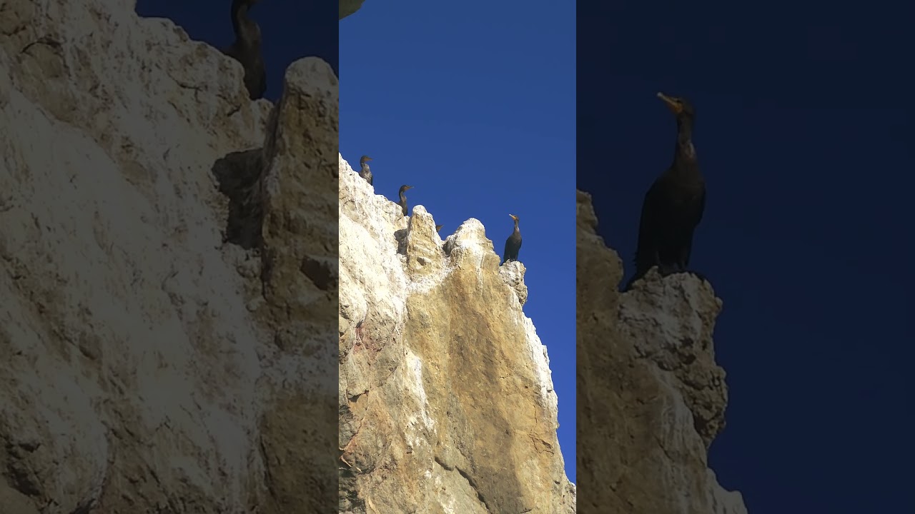 Surf Scooters Birds #beach #surfscooters #oceanbirds #malibucoast #ocean #oceanview