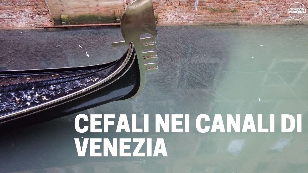 PESCI A VENEZIA: LA RIPRODUZIONE DEI CEFALI IN RIO DEI FERALI