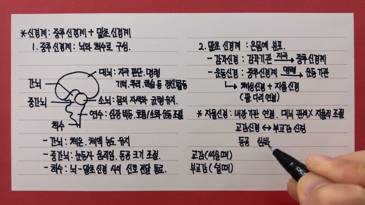 신경계(중추, 말초 신경계)