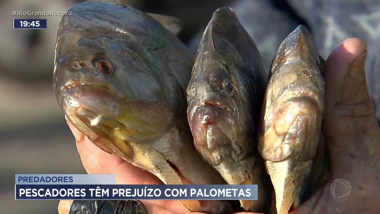 Predadores: pescadores t&ecirc;m preju&iacute;zo com palometas