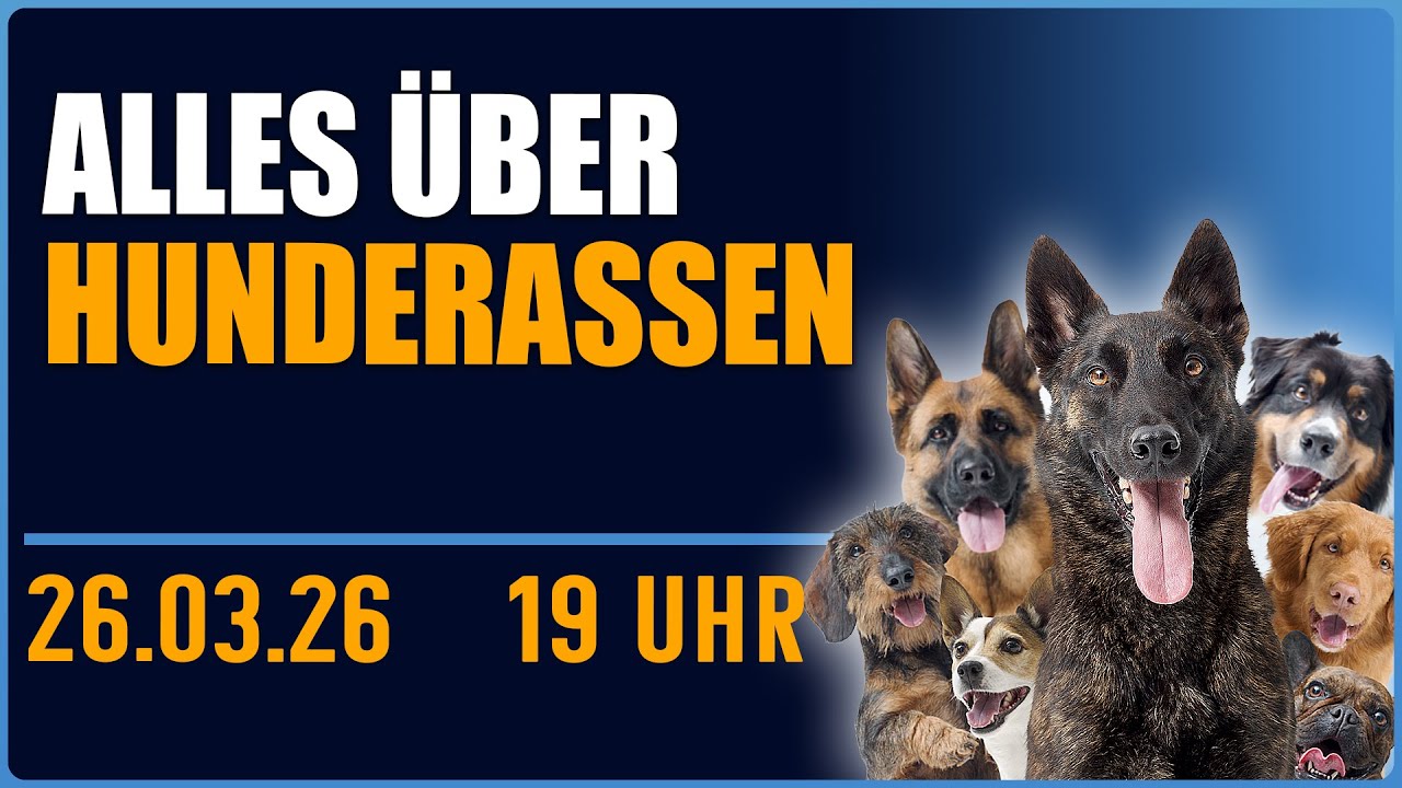 Hunderassen im Check - Hundetrainer bewertet Rassen