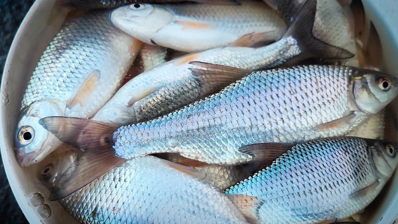 O ZI PE RÂU ÎN LUNA MARTIE: TACTICI DE PESCUIT LA FEEDER ȘI AȘTEPTAREA CRAPULUI