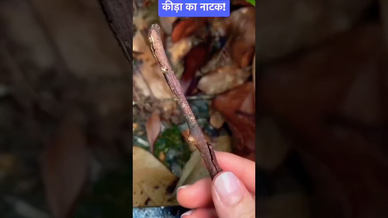 Not a stick it’s an insect 😳😲 