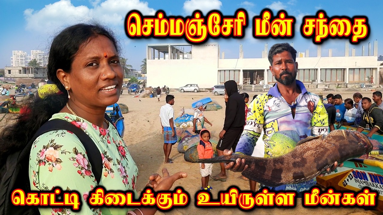 💥🐠செம்மஞ்சேரி மீன் சந்தை ECR|உயிருள்ள மீன்கள் கிடைக்கும் இடம் #Kovalam  #vanagaram #viralvideos