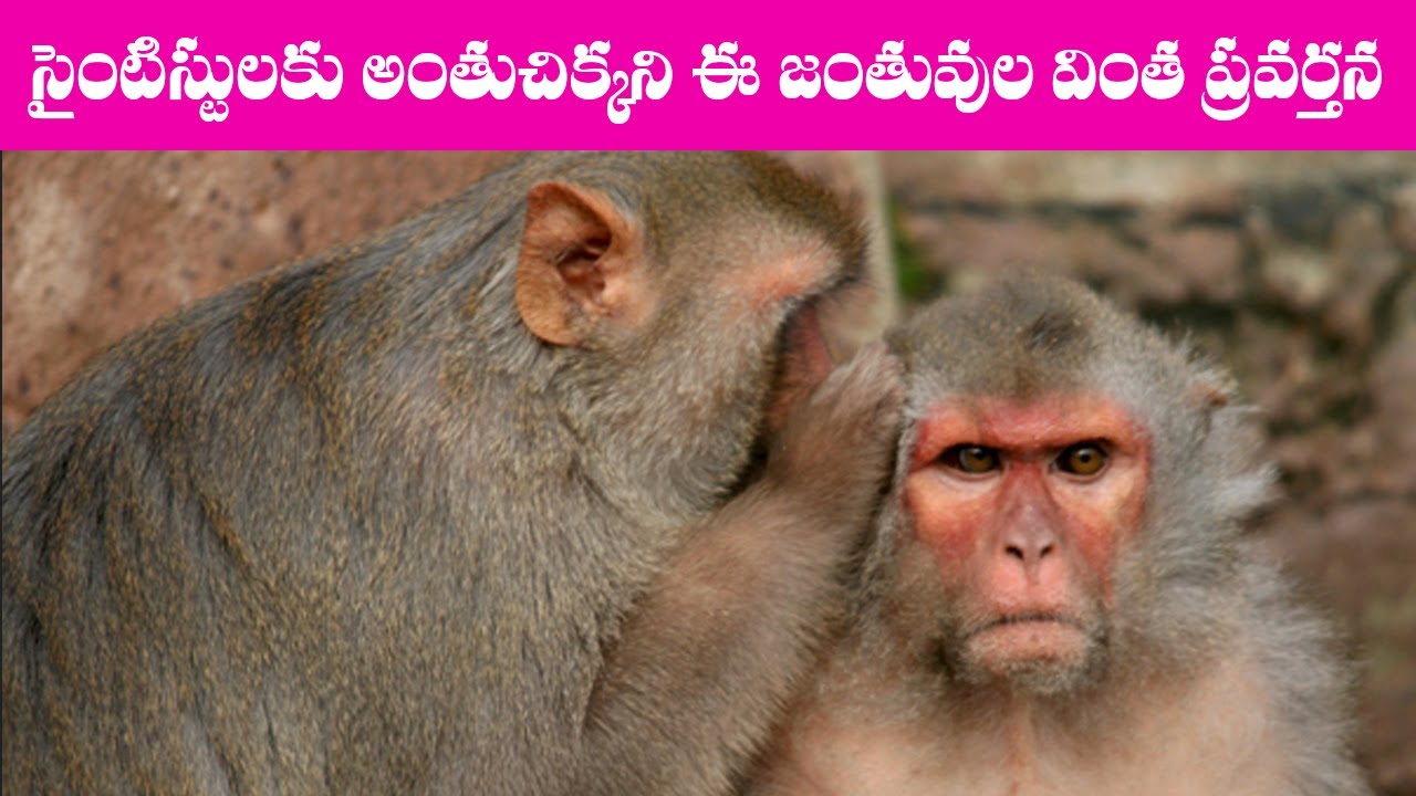 Strangest Animal Behaviours | Telugu Facts