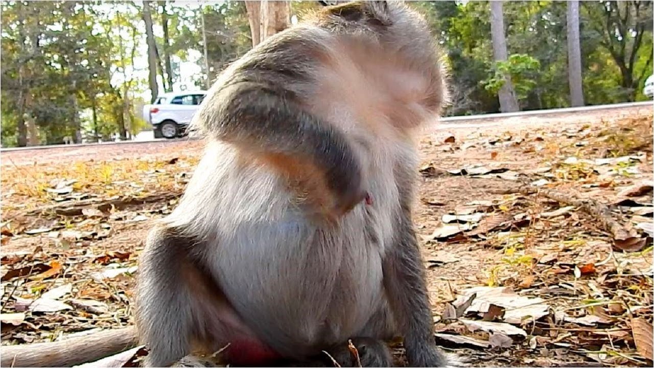 Big pregnancy monkey Monna feeling itchy on her big belly, Monna signal to give a birth