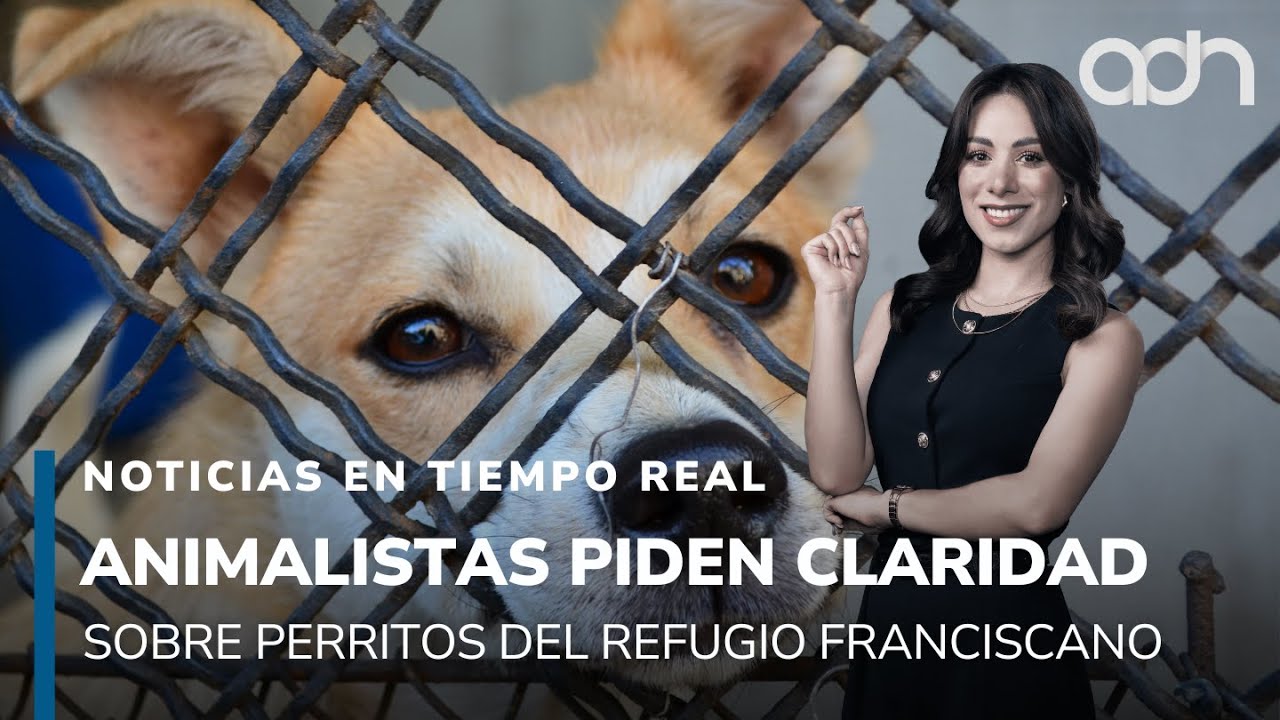 Animalistas exigen información sobre los perritos del Refugio Franciscano l Noticias en tiempo real