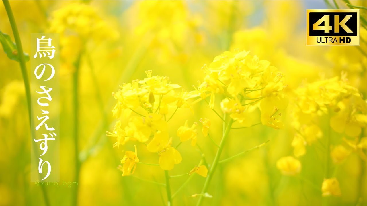菜の花畑 x 鳥のさえずりASMR【高音質環境音】