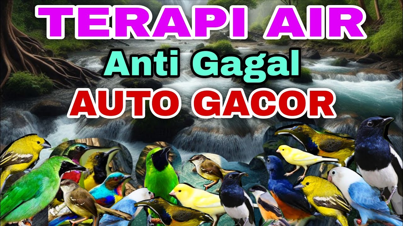 ANTI GAGAL‼️COCOK UNTUK SEMUA JENIS BURUNG MACET, TERAPI AIR UNTUK SEMUA JENIS BURUNG MACET BUNYI