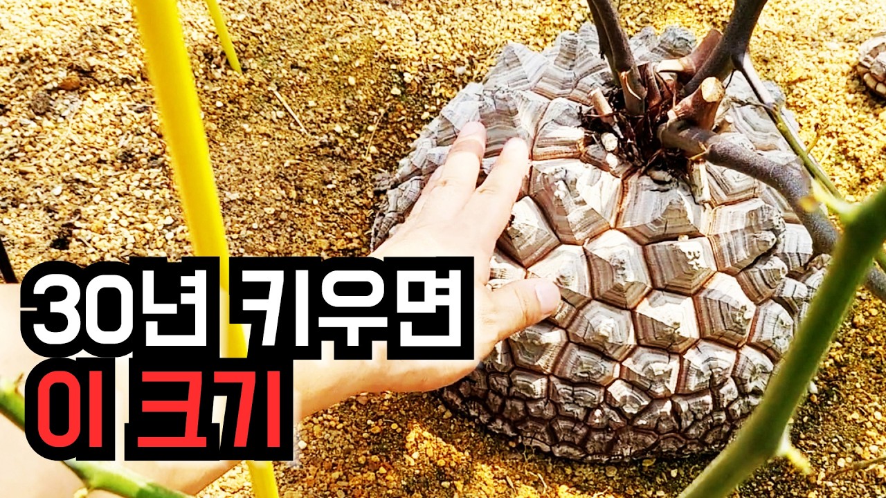 이게 식물이라고? 거북이 등껍질 같은 구갑룡 실물 공개