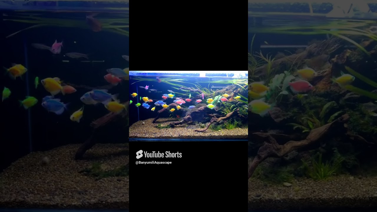 #wonogirihits #aquascapetutorial #aquascapegallery #aquascapecontest #plantedaquarium #fish