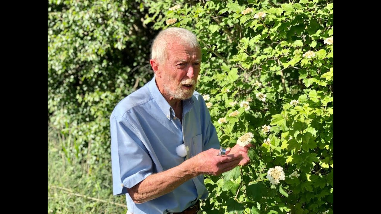 Guelder Rose with John Feehan in June, Wildflower of Offaly Series