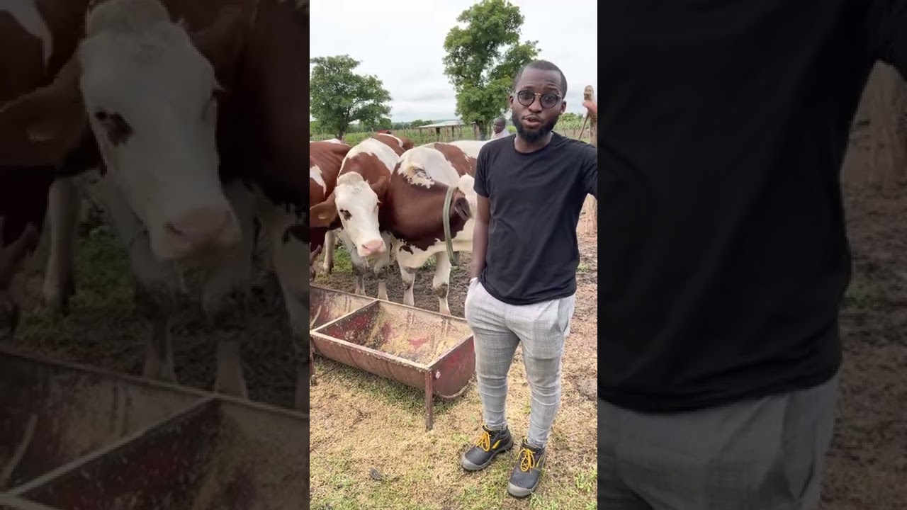 1-Fili&egrave;re bovine laiti&egrave;re 🇲🇱Mali : pari gagn&eacute; / la Montb&eacute;liarde, la qualit&eacute; avant la quantit&eacute;