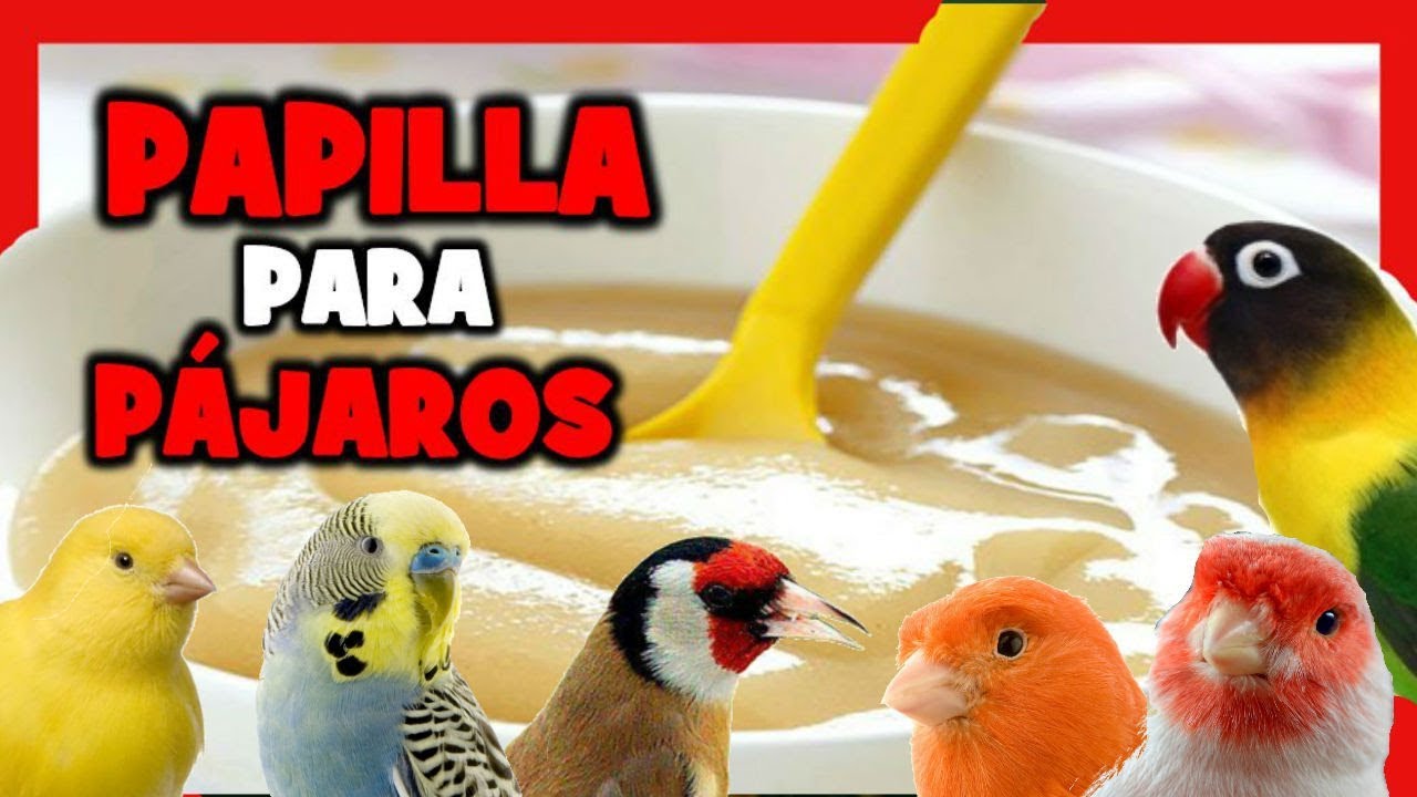 Как сделать домашнюю кашу для канарейки и птиц 🐤 Как кормить птицу