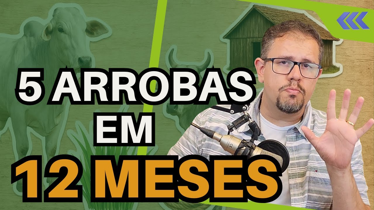 Como levar BEZERRAS de 7 a 12 ARROBAS em 12 MESES de RECRIA NO PASTO