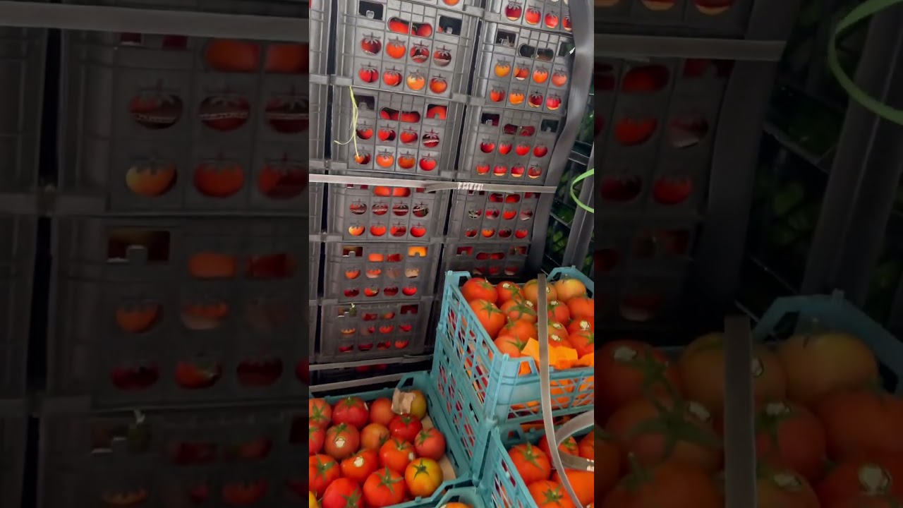Fruit business market oman 🇴🇲 #fruits #apple #oman #farming #export #food