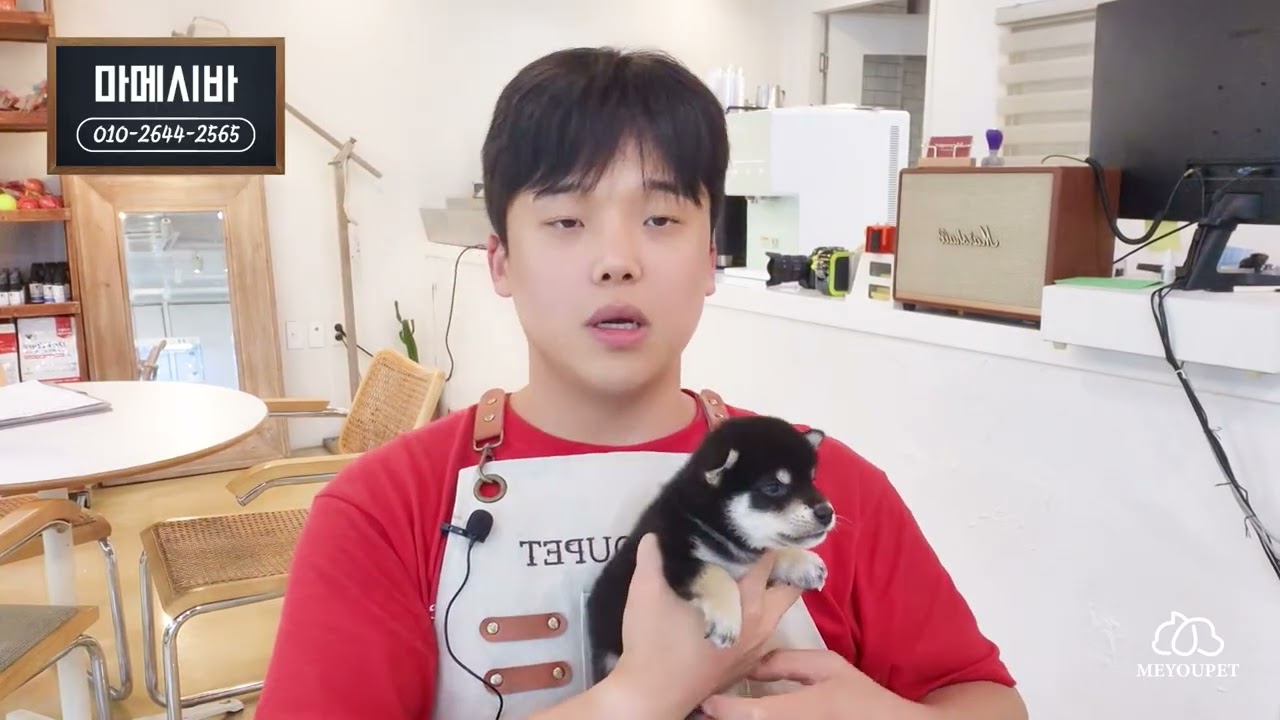 경주 울주 청도 강아지분양 상큼한 마메시바 경주애견샵