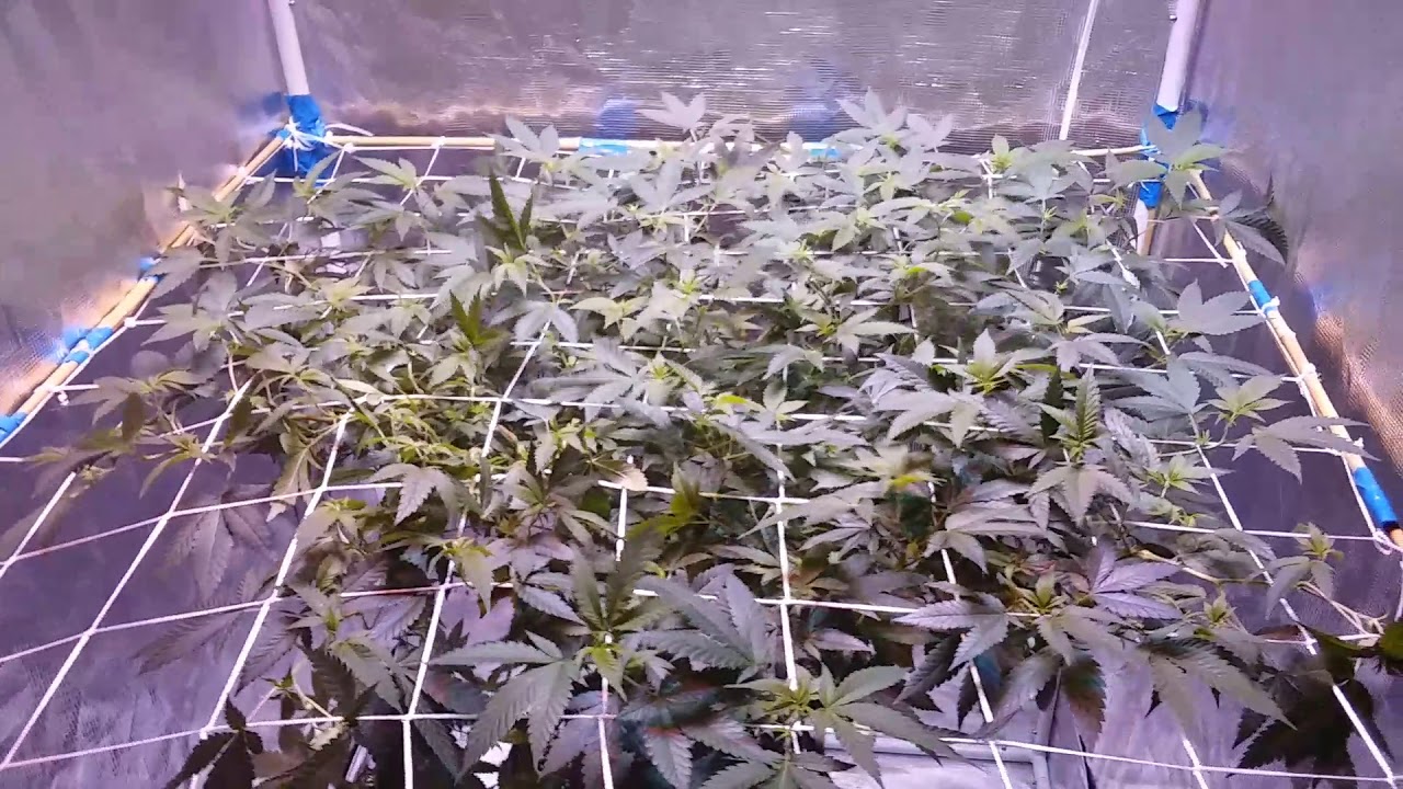 Scrog net Icebreaker one plant 3 by 3 Gorilla Grow Tent LED kind xl750 NPK Industries