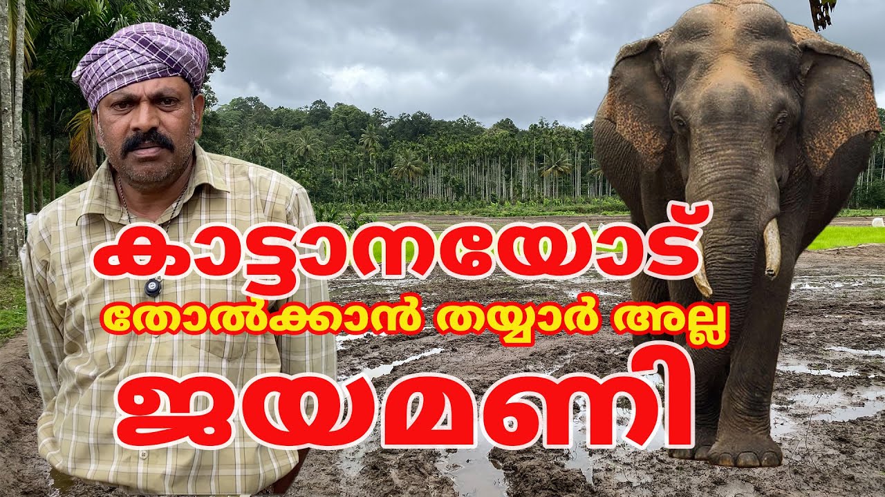കാട്ടാനയോട് തോൽക്കാൻ തയ്യാർ അല്ല ജയമണി  #elephant #forest #wayanad #mananimalconflict