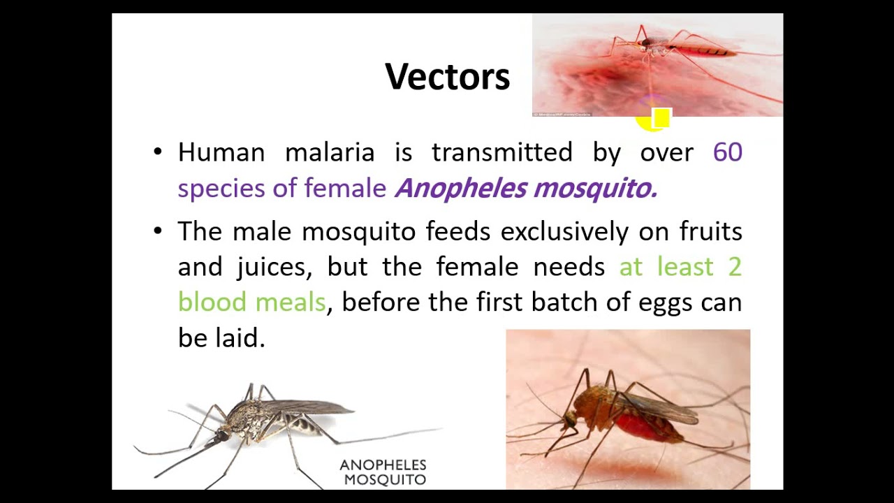 Lect 8 Plasmodium د.منصور اليازجي