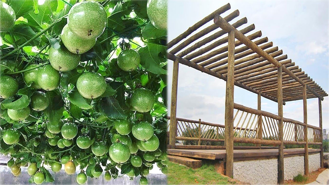 Como fazer um estaleiro no quintal de casa (Maracujá, Uva ou qualquer trepadeira)