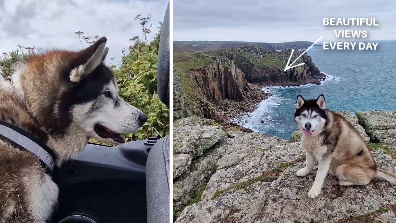 Lucky Husky Is Taken On The Most Beautiful Wanders