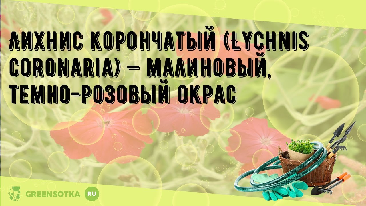Лихнис корончатый (Lychnis coronaria) — малиновый, темно-розовый окрас
