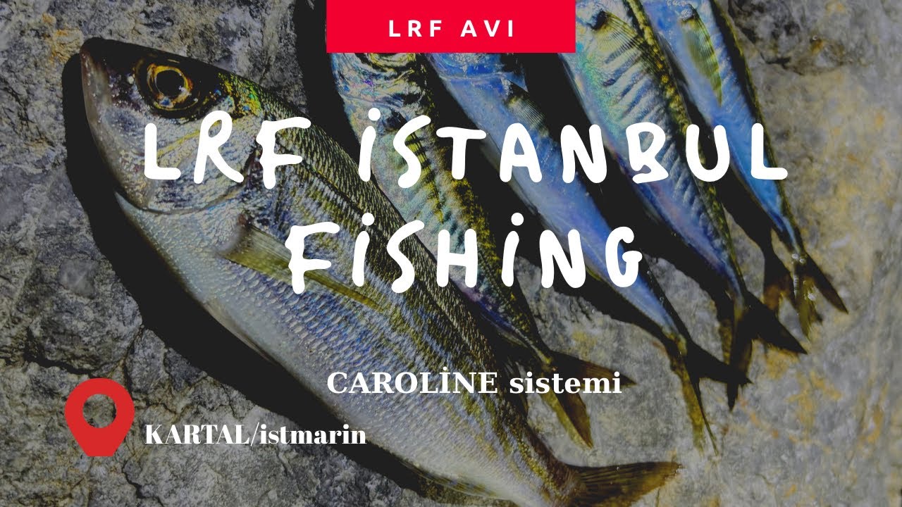 LRF İLE BALIK AVI | CAROLİNA SİSTEM | LRF İZMARİT AVI | LRF İSTAVRİT AVI