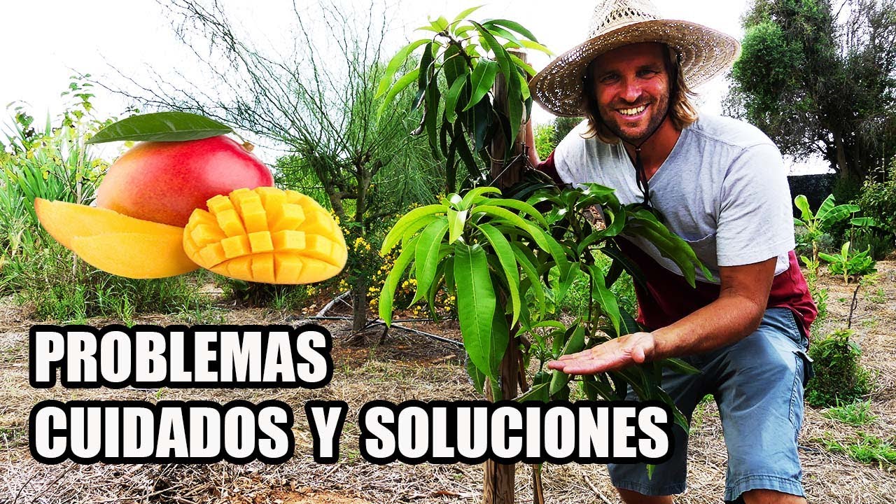 ⚠️ Por que se Muere mi Planta de MANGO 🥭 || PROBLEMAS, SOLUCIONES Y CUIDADOS 🌳
